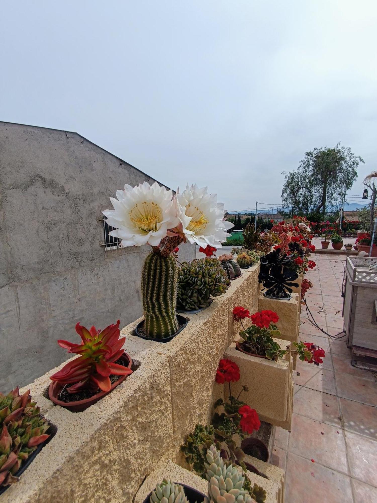 Casa Chalet Venta Ruizo ロルカ エクステリア 写真